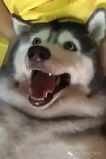 你可能见过哈士奇,见过哈士驴,然而哈士猪你见过没