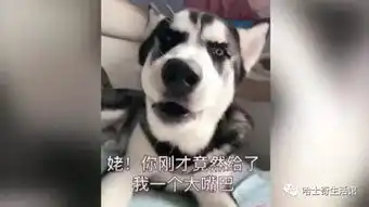 哈士奇跟主人吵架全过程,表情变化如翻书,笑哭众人