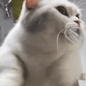 搞笑表情包拿来吧你