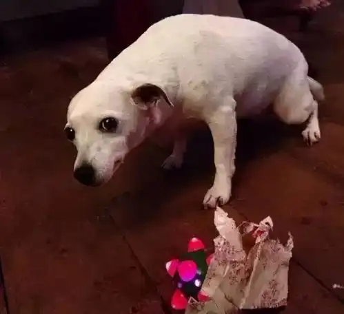 拆家捣蛋样样行,装傻卖萌样样精,你猜是谁