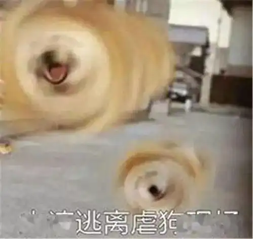 是我在逗猫,还是猫在逗我