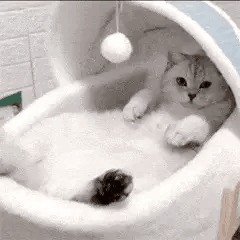 可爱萌宠表情包gif日常生活表情包