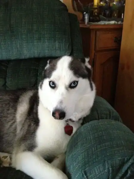 掩面哭泣表情包内疚