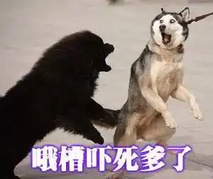 重庆一哈士奇失足坠楼......原本是个悲伤的故事,原谅我笑岔气了