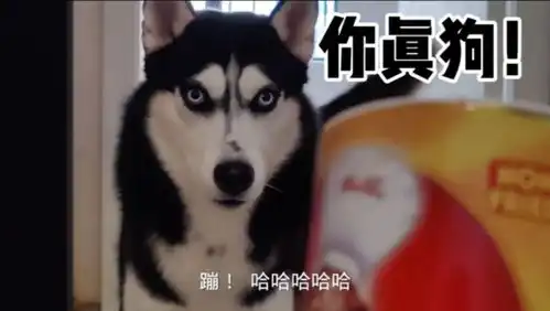 把哈士奇最爱的零食放进他最怕的蛇里,傻狗骂骂咧咧的表情把人笑傻了