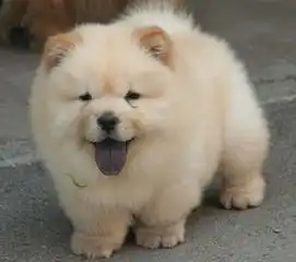 网红小胖妞表情包松狮犬