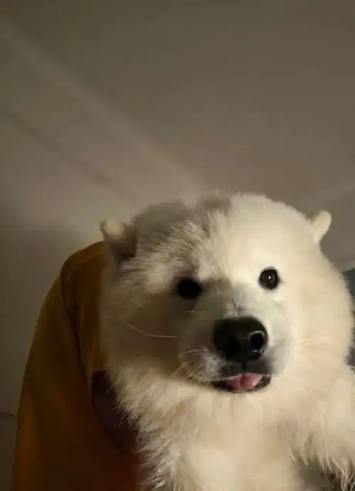 主人抱起大狗狗后,发现毛孩子的表情一下子变得奇怪起来主人你怎么这样对我