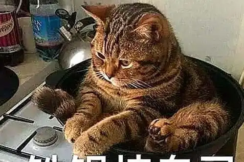 猫咪偏爱睡在铁锅中,引起宝宝模仿后,主仆共同坐锅使铲屎官无奈
