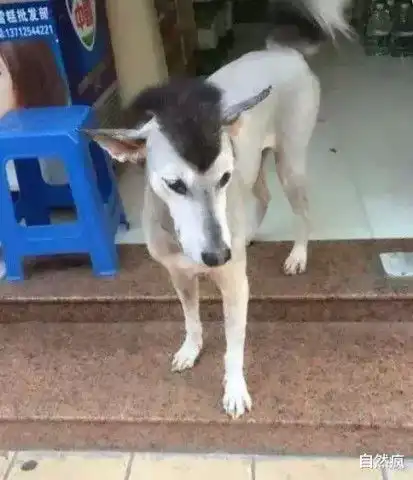 哈士奇微博表情包主人