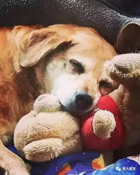 主人,请不要哭泣,没我的日子你要好好的