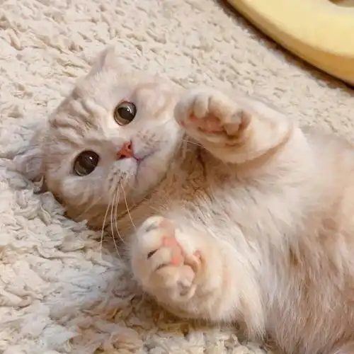 微信头像精致好看