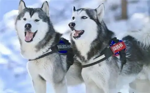 狗子也会去记仇的,特别是这几种狗子都很记仇,哈士奇上榜