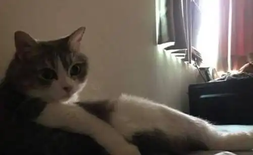 每次抱着我家的猫,它都像个深闺怨妇