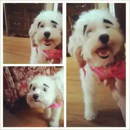 假如狗狗有眉毛那表情变得太魔性了