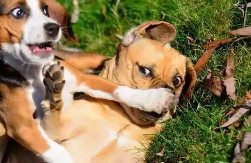 搞笑gif段子这是在演戏吗,左边的小哥表情有点夸张了
