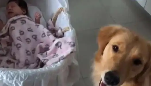 小主人哭闹不止,金毛跑过来闻屁屁,表情亮了主人他又拉臭臭