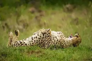 惊呆野生动物秒变表情包