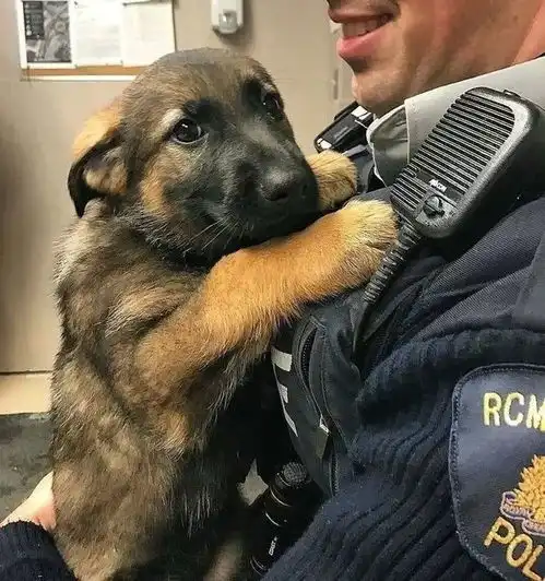 网友们po出自家宠物的各种第一次,简直要融化我们的心啊...