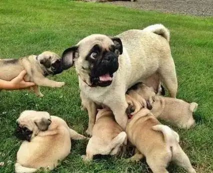 狗妈妈生的不是娃,是祖宗