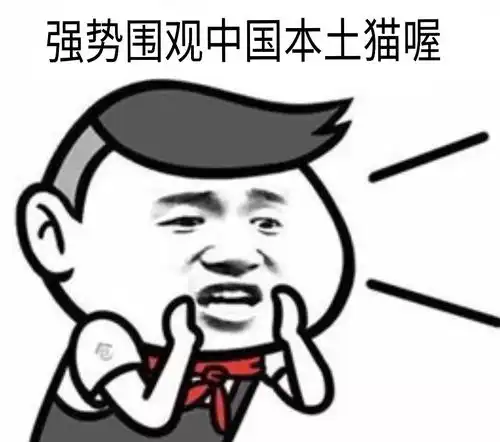 情报局我们一起学猫叫,一起喵喵喵