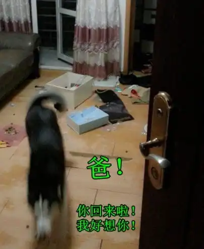 盘点坚挺先生的呆萌哈士奇angle微博走红的那些段子2