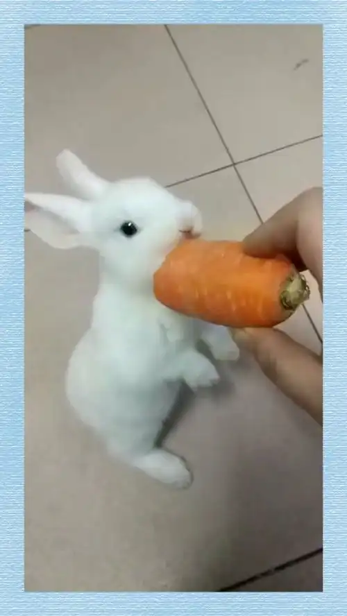 兔子吃红萝卜图片大全
