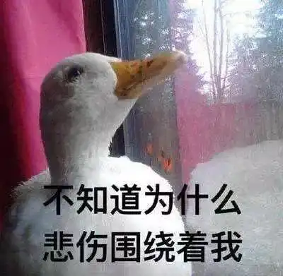 疯狂试探表情包鸟原图