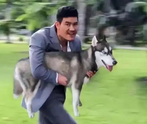 哈士奇柴犬搞笑表情包狗