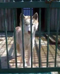 请问这是只狼还是只还是只哈士奇,警察抓的,哈哈笑死我了,高分悬赏,真相待公布按公布采纳