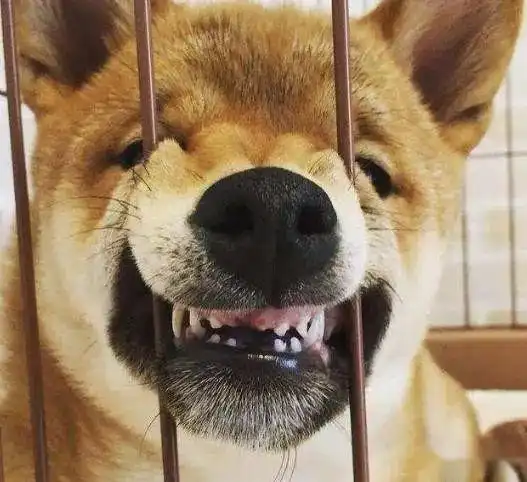 哈士奇柴犬搞笑表情包一