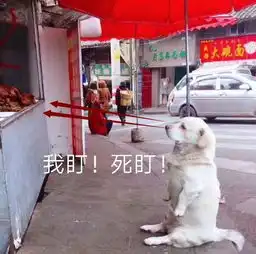 西昌这只小胖狗火了卤肉摊前坐等吃肉,姿势萌翻了