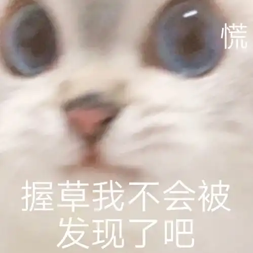 小猫咪表情包
