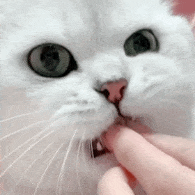 拿来吧你丨第172期喵表情