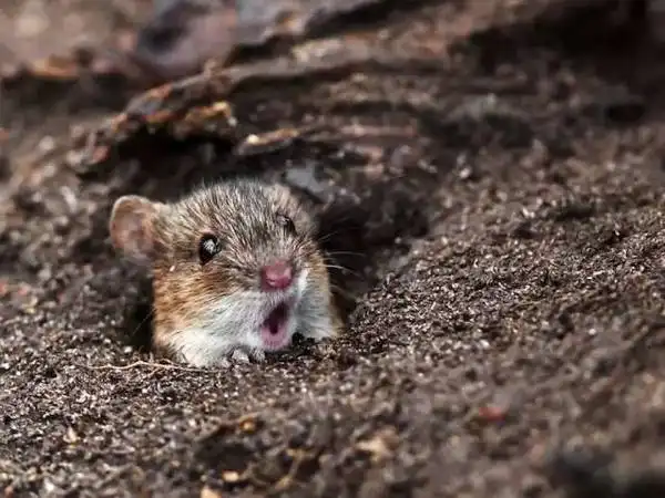 搞笑惊讶震惊表情包动物