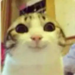 0.0求这只兔子表情原图好搞笑的