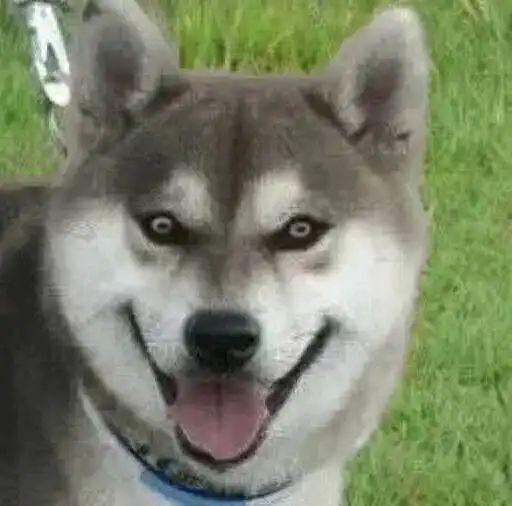 哈士奇柴犬搞笑表情包别