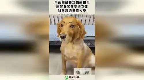 用画眉神器给狗画眉毛,画完五官都变得立体,讨厌没边界感人类