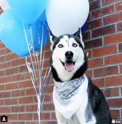 加州第一网红哈士奇狗狗界的颜王,任何表情都帅炸了