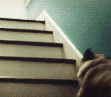 如果说哈士奇属性犯二,那巴哥就承包了所有魔性