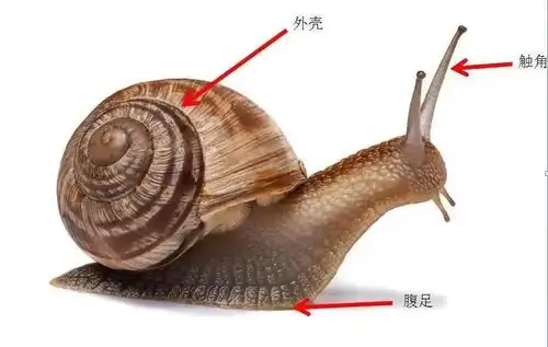 第三期蜗牛文化课程精彩呈现20202021学年第73期