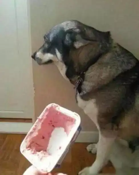 掩面哭泣表情包动物