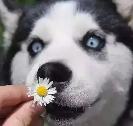 哈士奇柴犬搞笑表情包狗