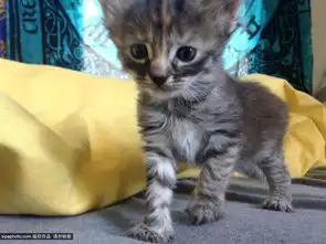 英国一表情最悲伤小猫网络爆红被送绰号无比忧伤