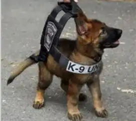 一只第一天上班的小警犬努力装凶的样子萌惨啦