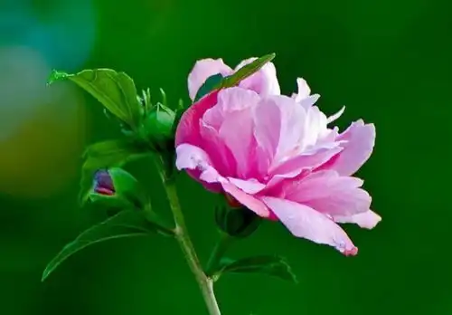 灵签占卜选一朵你喜欢的花,测出你的桃花运哪里来