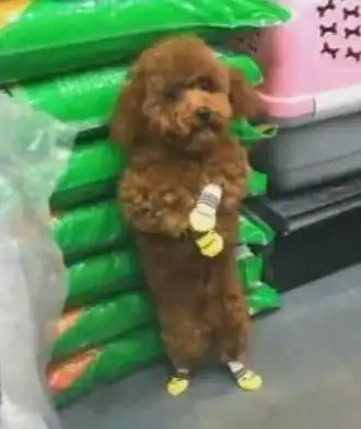 泰迪走丢了,呆呆的站在原地不敢动弹,像个机灵鬼一样真是有趣