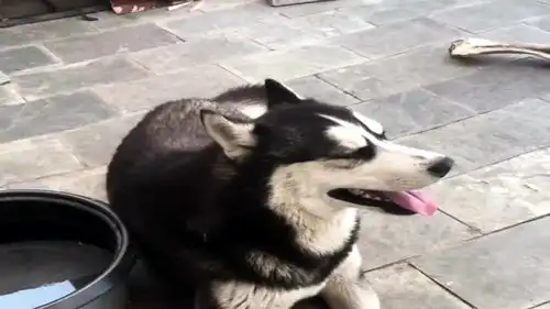 别看哈士奇平时傻乎乎的,记仇这事一点都不傻,不信你可以试试