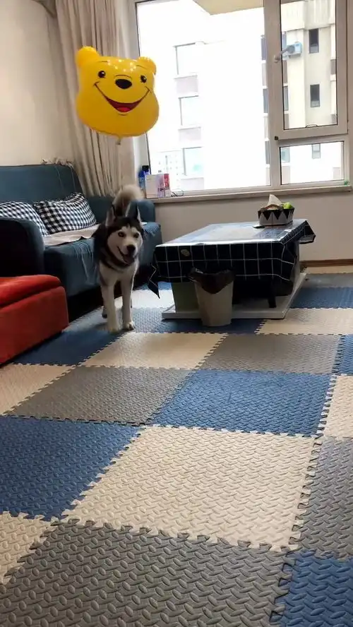 二哈和小熊的表情像不像