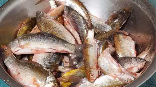 铁锅炖小杂鱼这样做才好吃,鱼肉鲜嫩没腥味,汤汁浓稠,真香啊