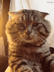 搞笑gif段子编辑一切都是假的